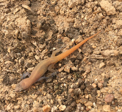 Dixonius aaronbaueri