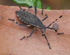 Gelonus tasmanicus