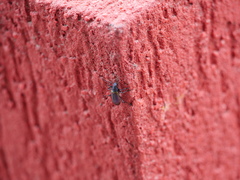 Strongylium cupreocinctum