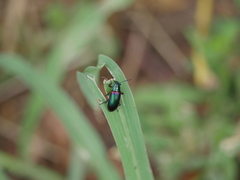 Strongylium cupreocinctum