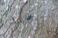 Strongylium cupreocinctum