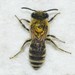 Colletes americanus - Photo (c) Royal Tyler, some rights reserved (CC BY-NC-SA), uploaded by Royal Tyler