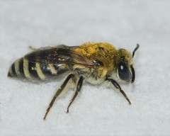 Checklist of the Bees of Pennsylvania – López-Uribe Lab