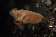 Halocynthia pyriformis