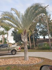 Dypsis decaryi