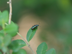 Strongylium cupreocinctum