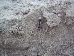 Darditilla amabilis