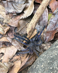 Selenocosmiinae