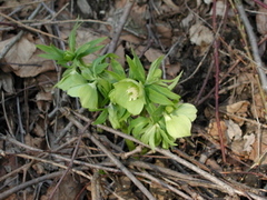 Helleborus odorus