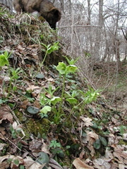 Helleborus odorus