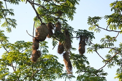 Psarocolius angustifrons