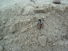 Darditilla amabilis