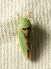 Hamana dictitoria