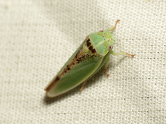 Hamana dictitoria