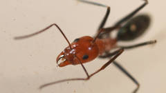 Iridomyrmex agilis