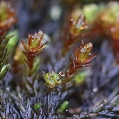 Imbribryum alpinum