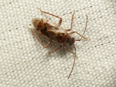 Eustictus