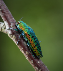 Lamprodila rutilans