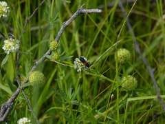 Chrysoprasis basalis