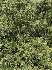 Icaricia icarioides missionensis