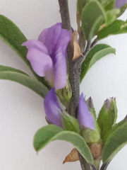 Psoralea rubicunda