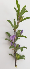 Psoralea rubicunda