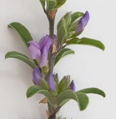 Psoralea rubicunda