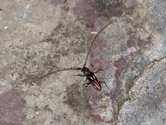 Ambonus distinctus