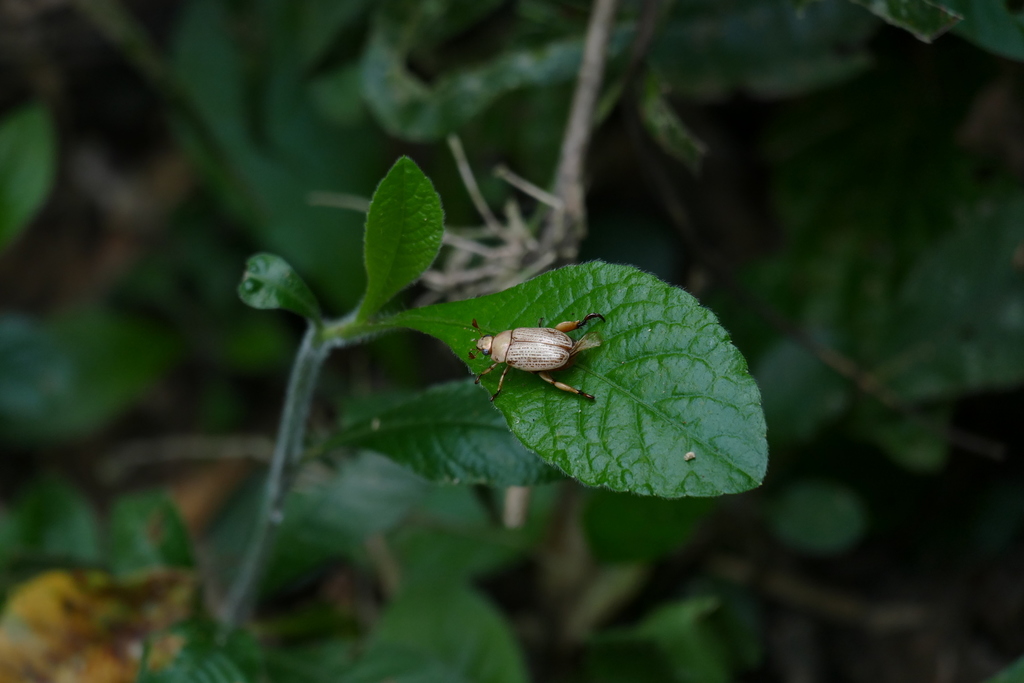 Pelidnota crassipes