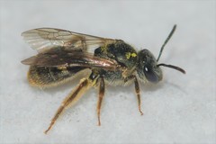 Lasioglossum bruneri