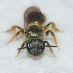 Lasioglossum bruneri