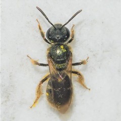 Lasioglossum bruneri