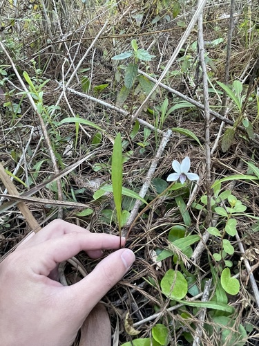 Violaceae image