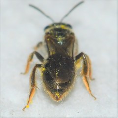 Lasioglossum bruneri