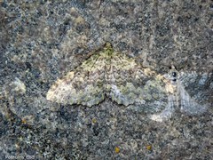 Austrocidaria umbrosa