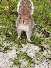 Sciurus carolinensis