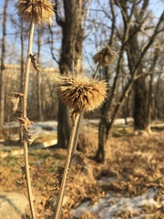 Echinops chantavicus