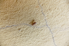 Colaspis cribricollis