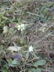 Scabiosa ochroleuca