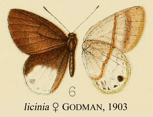 Euselasia licinia