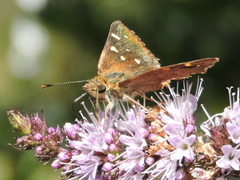 Butleria bissexguttatus
