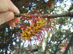 Hakea archaeoides