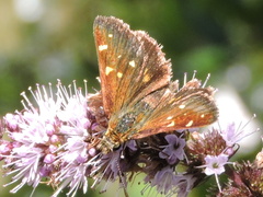 Butleria bissexguttatus
