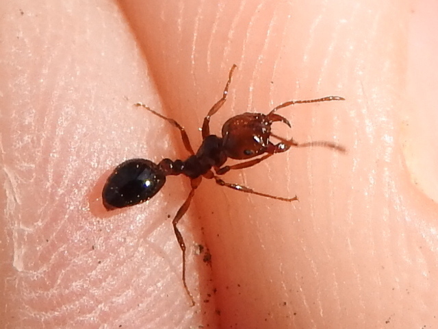 Red imported fire ant (Solenopsis invicta)