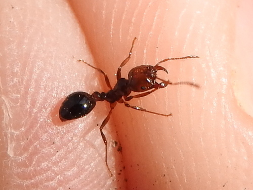 Red Imported Fire Ant photographed in Texas