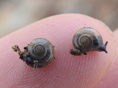 Glyphyalinia