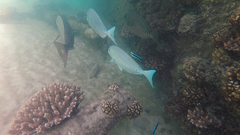 Prionurus microlepidotus