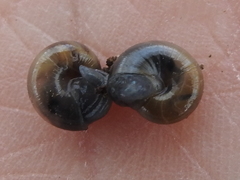 Glyphyalinia