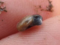 Glyphyalinia