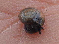 Glyphyalinia